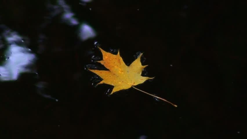 an orange leaf floating serenely on dark water
