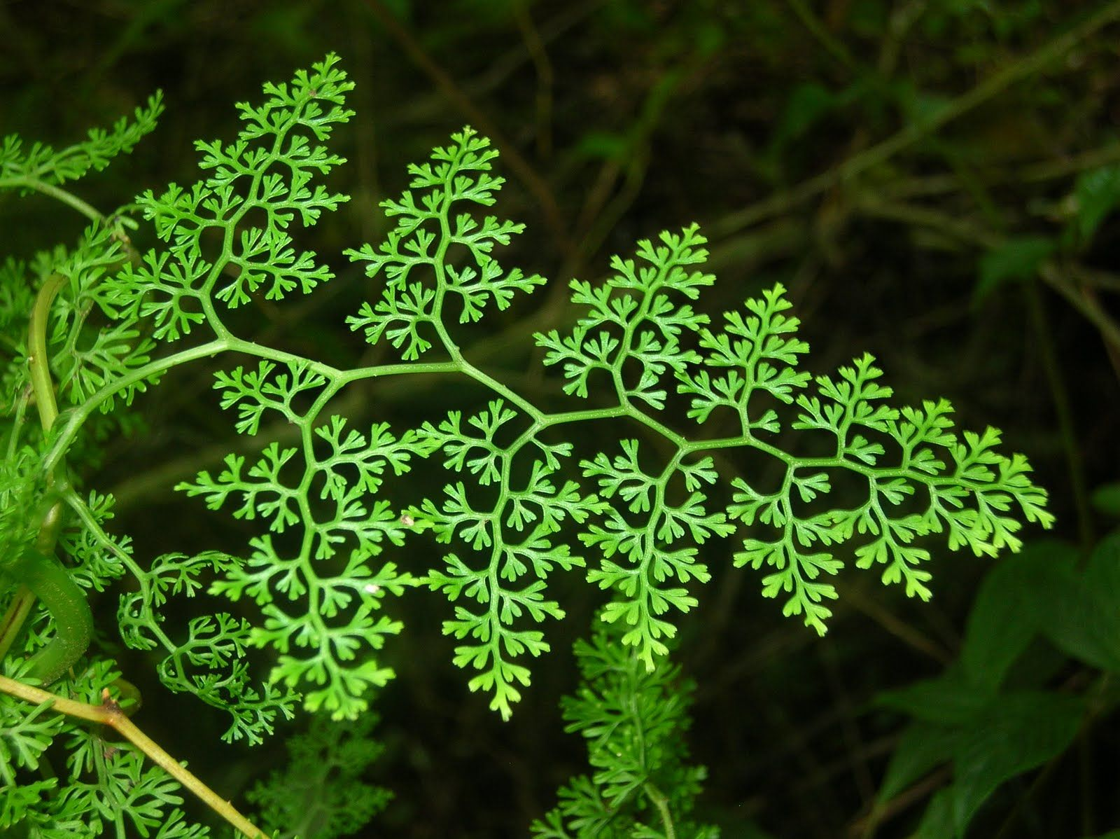 a plant showing a fractal